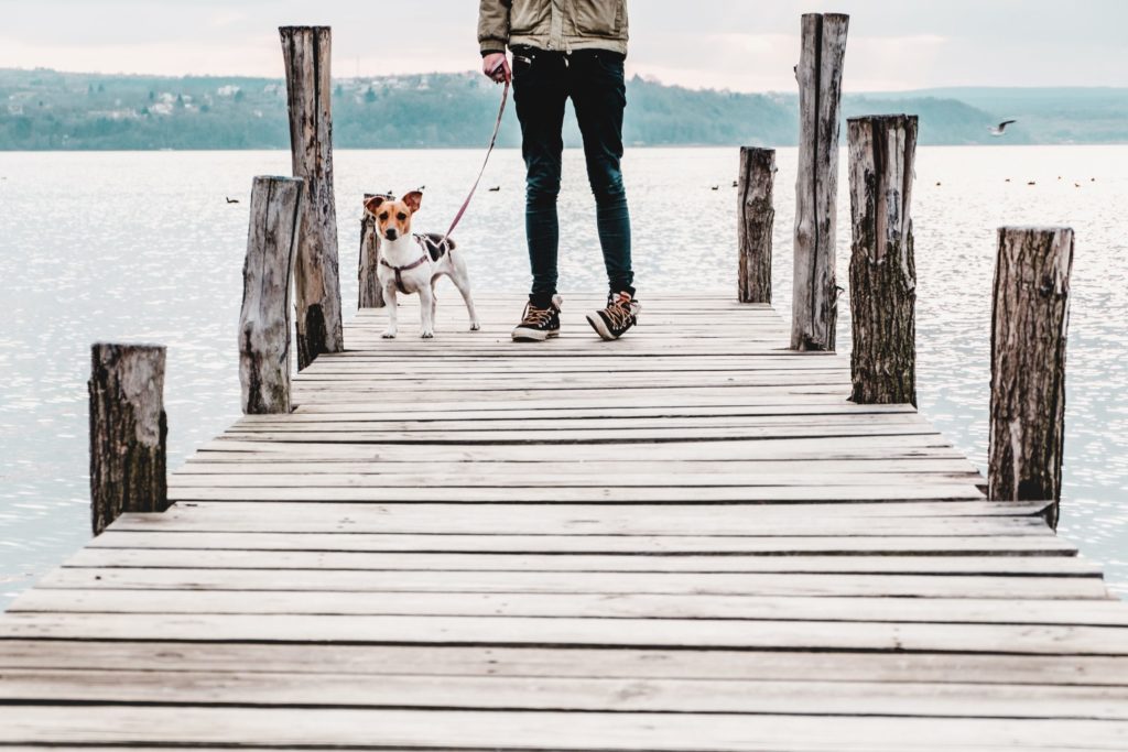 dog walking on a lake dock